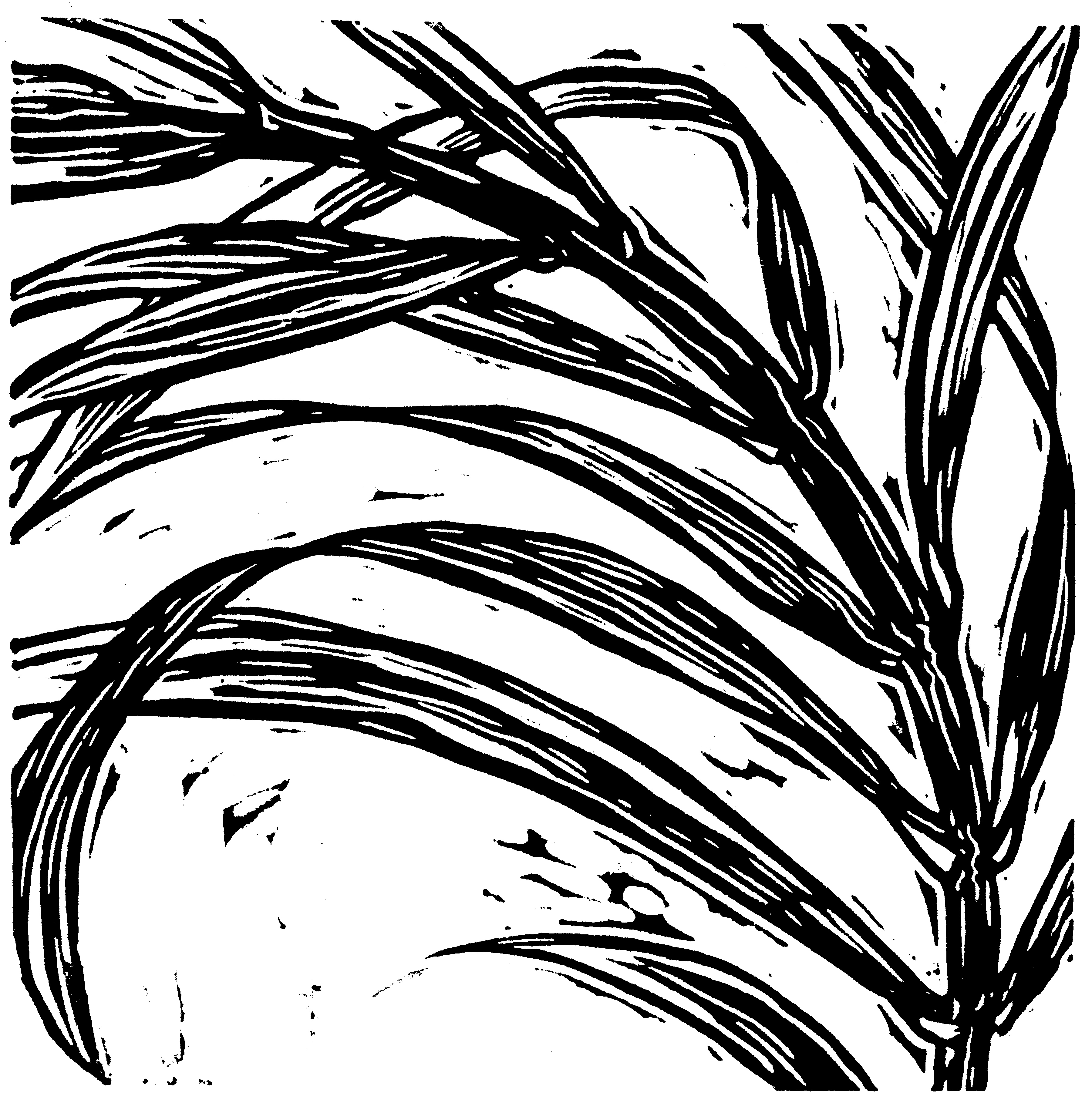 Palm Branch